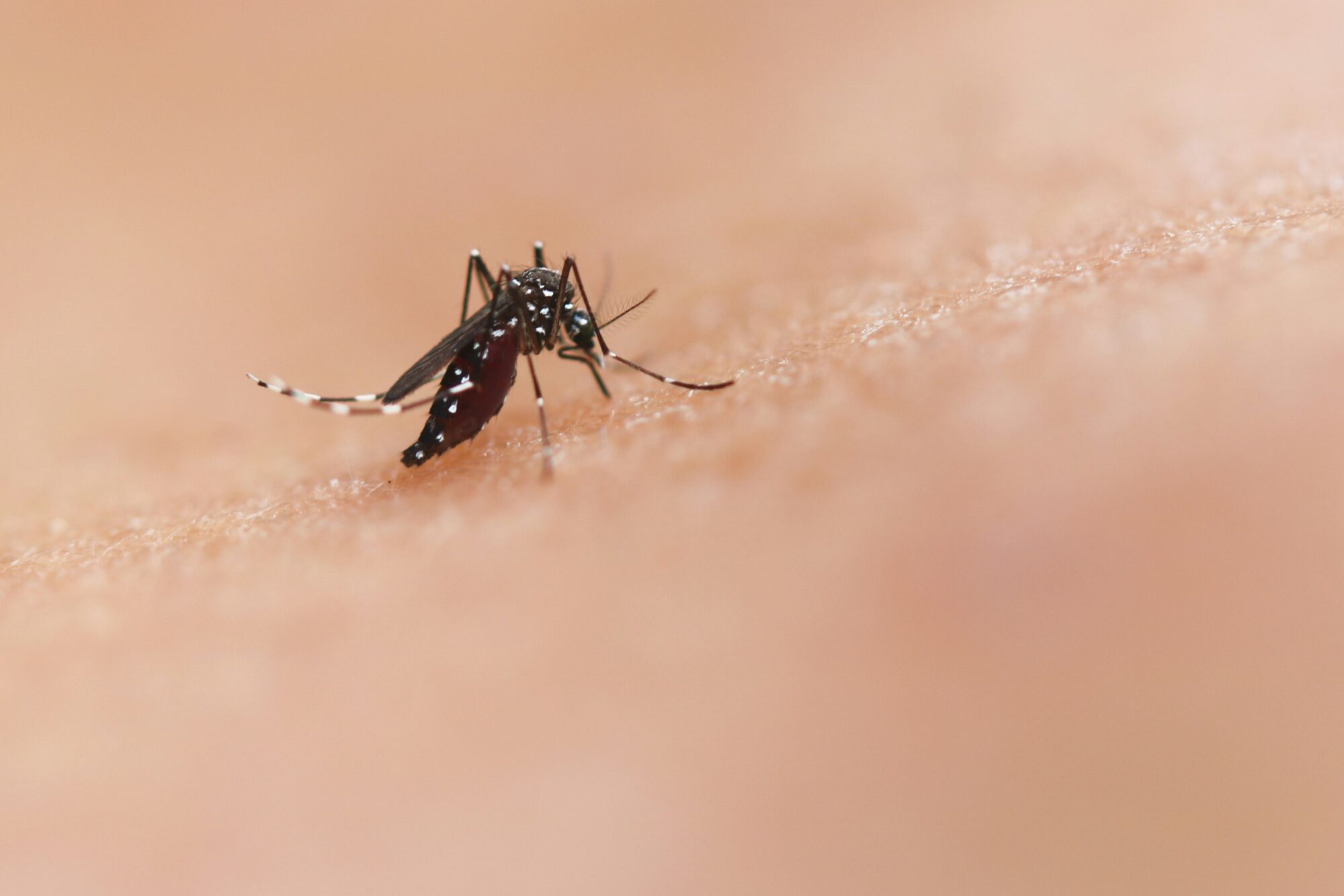 SALUDCómo prevenir el dengue: soluciones creadas por ciudades argentinas (parte 2)