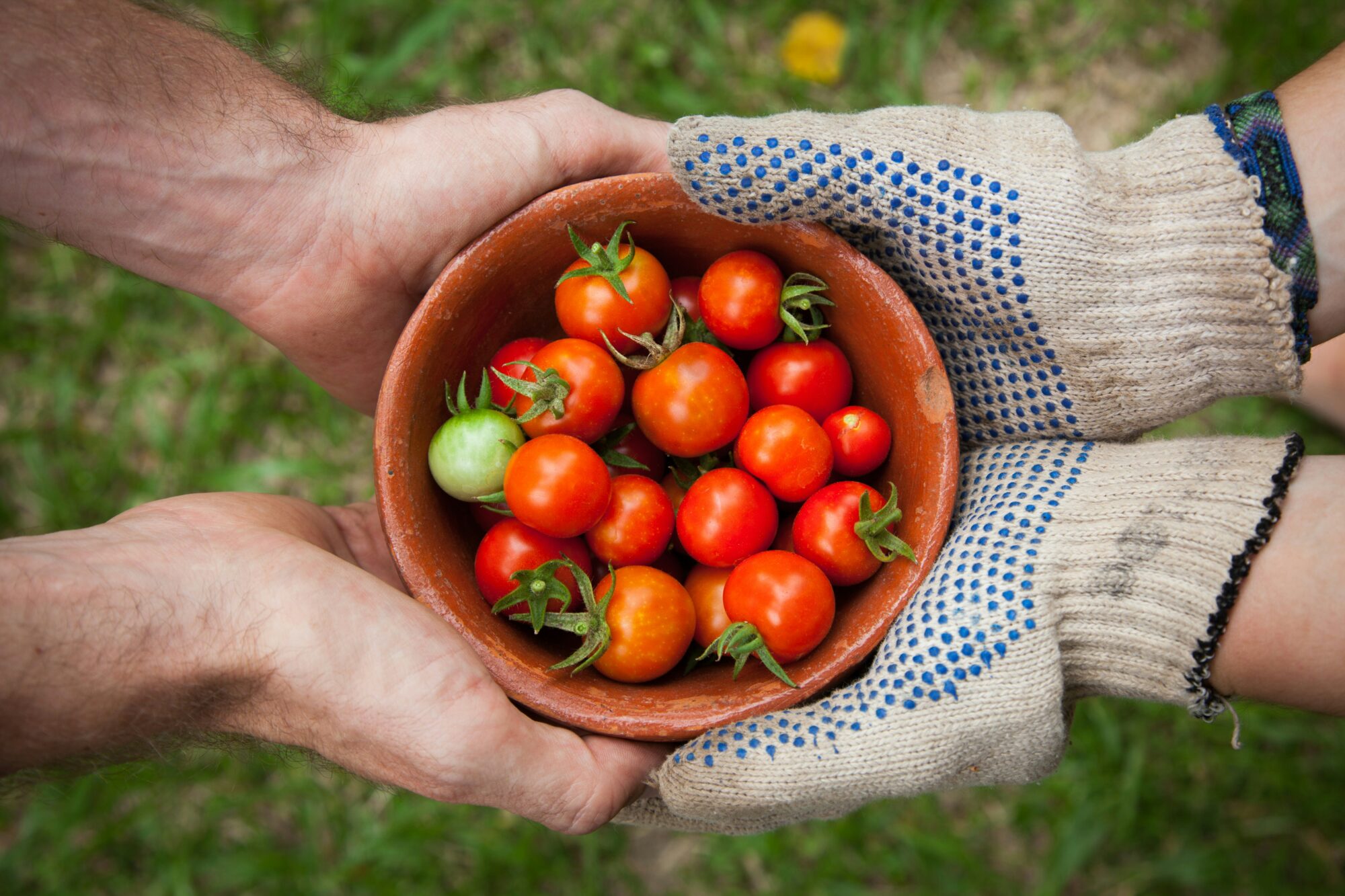 Huertas urbanas y programas educativos: alternativas frente a la crisis alimentaria