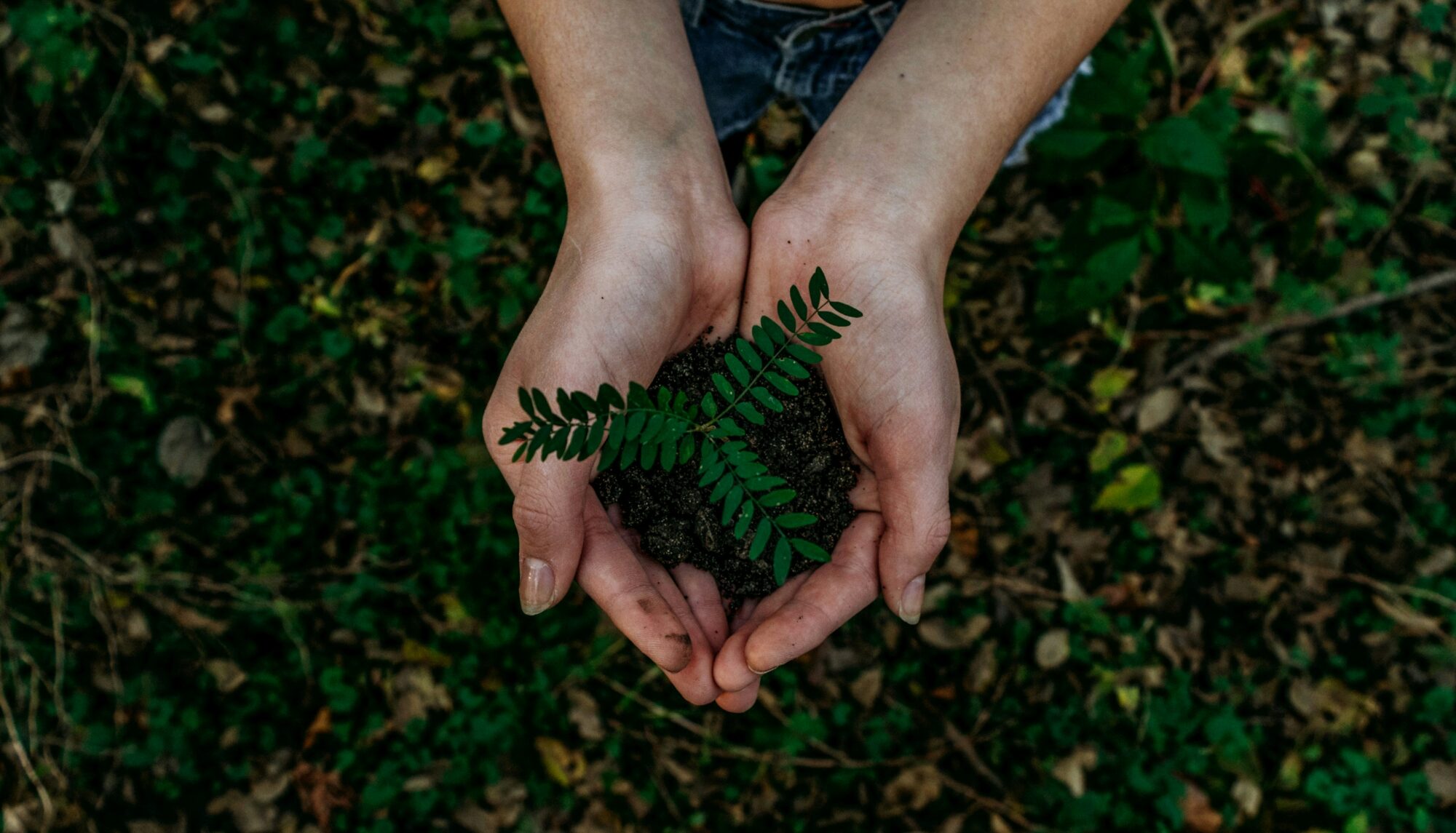 Estrategias que reverdecen: restauración ambiental y oportunidades laborales