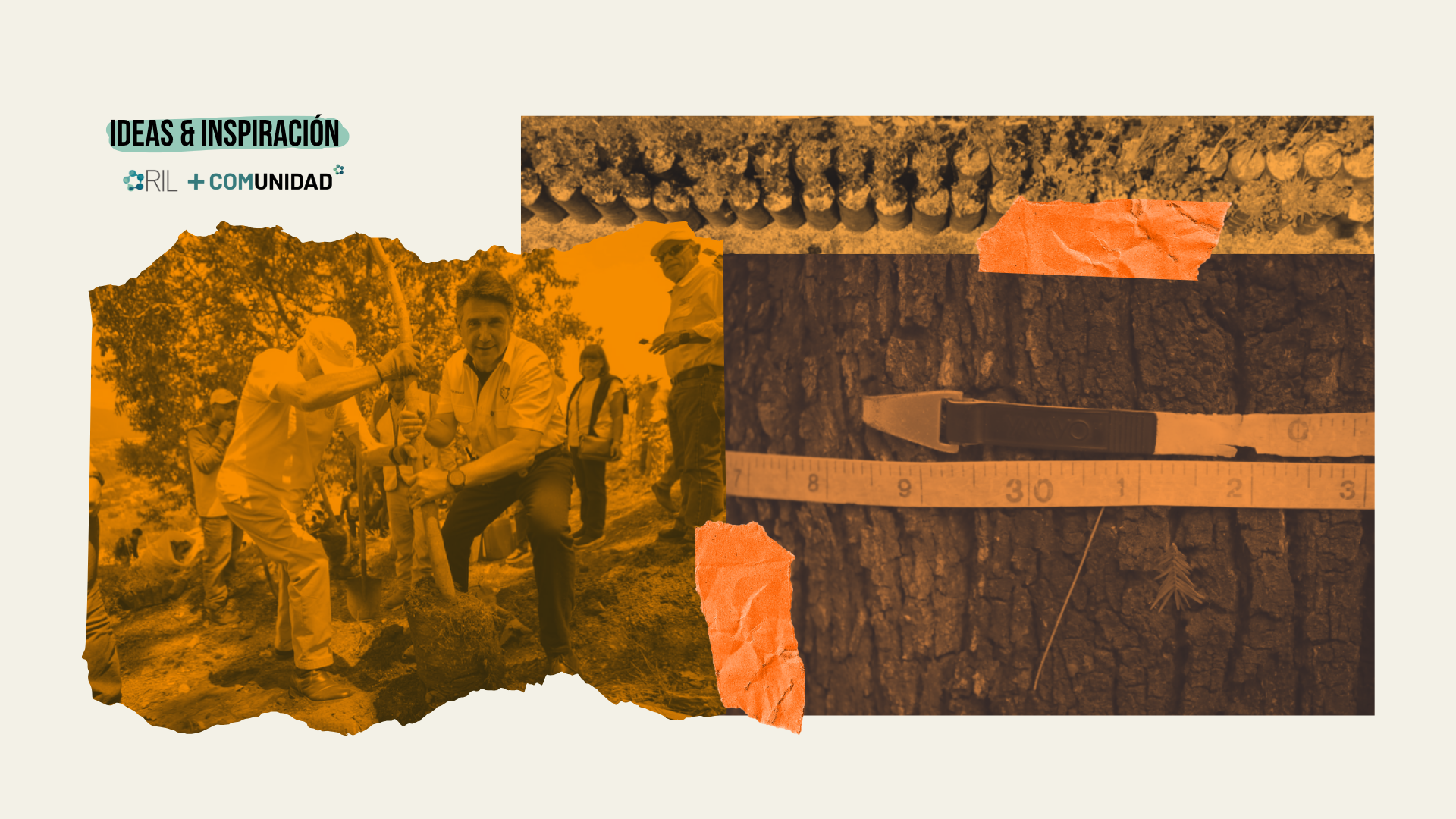 Árbol por árbol, dato por dato: el censo forestal que transforma el verde en Guatemala